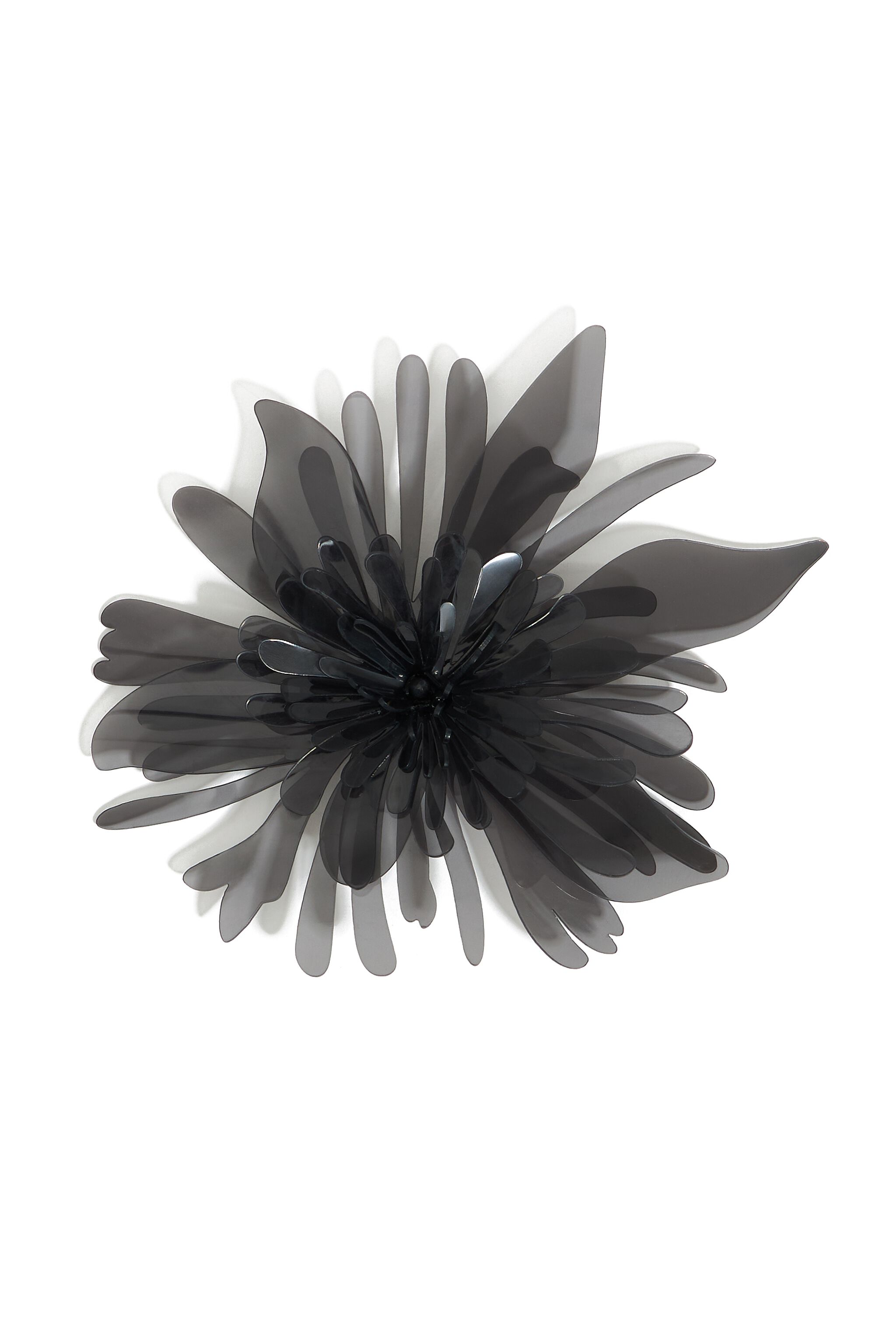 Charm crisantemo negro